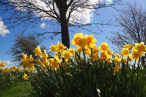 daffodils-1369434__340